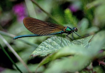 Воздействие закиси азота (N2O) на экологию: причины и последствия