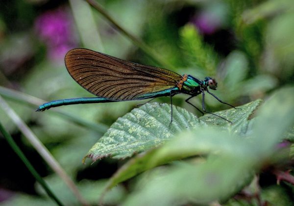 Воздействие закиси азота (N2O) на экологию: причины и последствия
